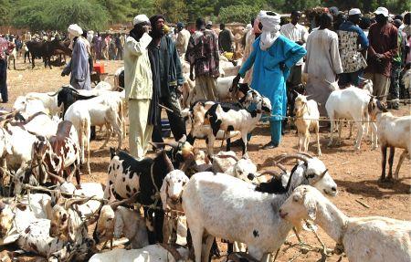Niger : les autorités veulent faire de l’élevage, un levier de croissance économique à Agadez
