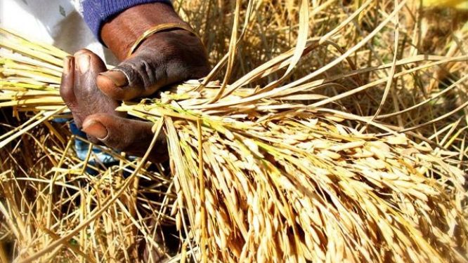 Sénégal: l’AFD accordera une ligne de crédit de 10 milliards de FCFA en faveur de la CNCAS