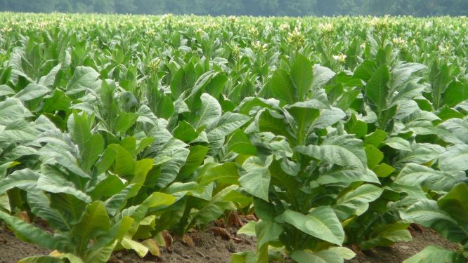 Zimbabwe: les exportations de tabac ont rapporté 933, 9 millions $ en 2016