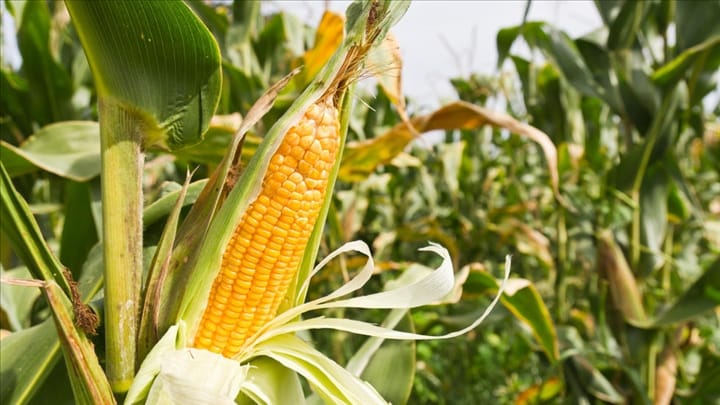 La réponse tech de l'Afrique au défi agricole