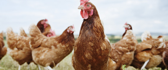L’aviculture africaine attire les investisseurs