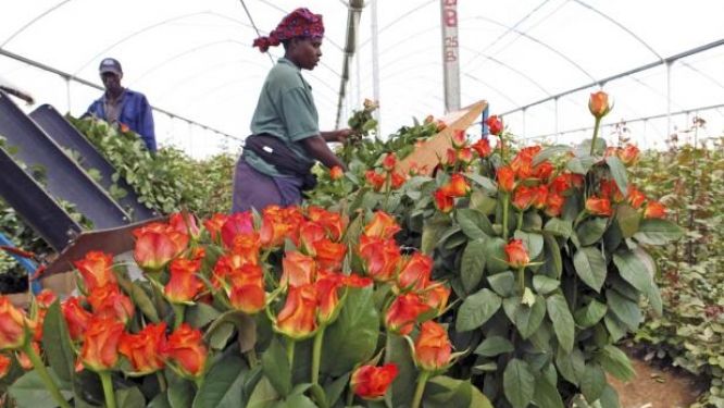 Kenya: les recettes des exportations horticoles ont augmenté de 12% en 2016, à 988,41 millions $