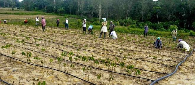 Afrique : agroalimentaire, la grande bataille de demain