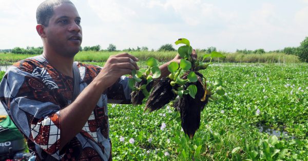 Bénin : Green Keeper Africa innove en exploitant la jacinthe d’eau