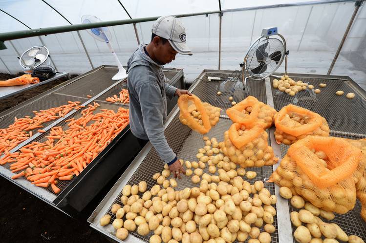 Kenya: Une usine de transformation de pommes de terre en construction