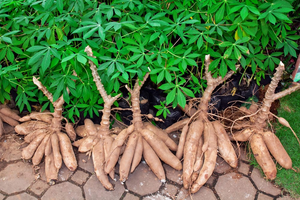 La Côte d’Ivoire a produit 4,54 millions de tonnes de manioc en 2016