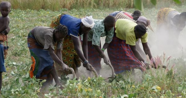 Nkalo, le service d'information qui conseille les agriculteurs africains