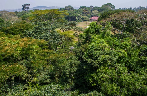 En Afrique, financer la forestation, une stratégie contre le réchauffement?