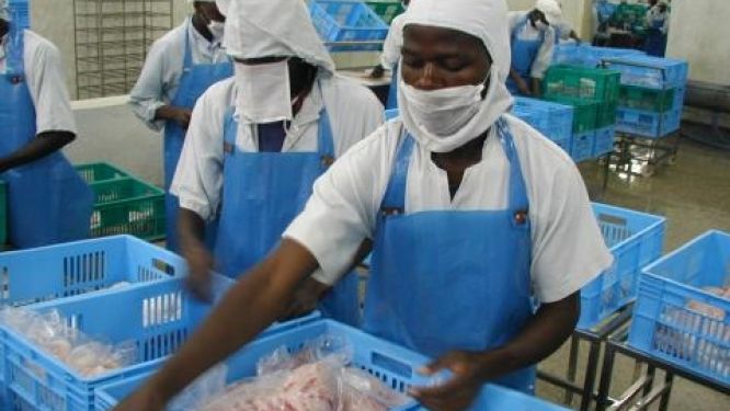 Zambie : le FIDA octroie 22 millions $ aux agro-industries