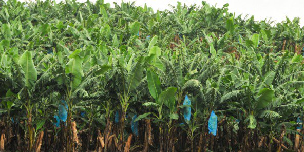 Afruibana, une plateforme pour défendre le secteur fruitier africain