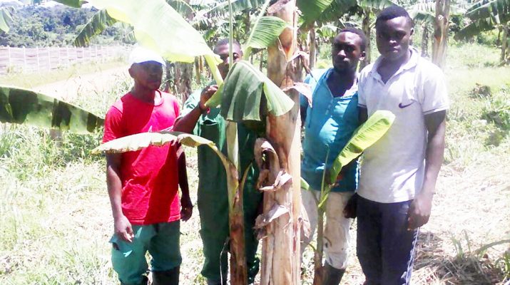 Cameroun : Les nouveaux paysans – Ils sont jeunes diplômés et rêvent d’agriculture