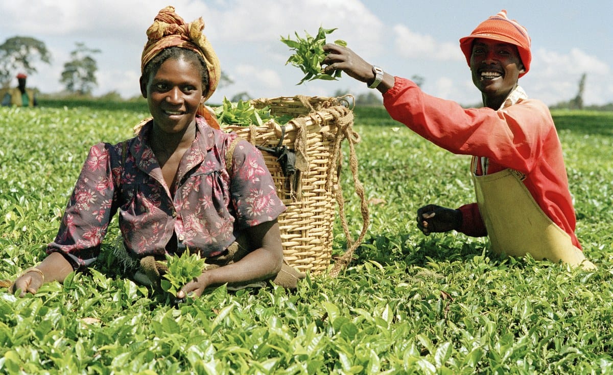 Nigéria : une startup prospecte des investisseurs pour financer le lancement d’une bourse des produits agricoles