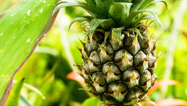 Bénin : Le nucléaire au secours de l'ananas