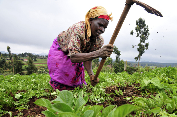 Cameroun: Booster le secteur agropastoral pour réduire le chômage