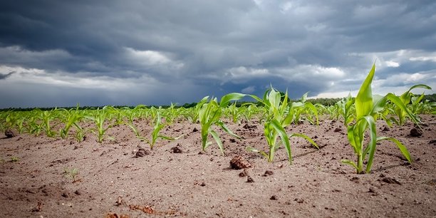 La Banque mondiale sort de nouveau le chéquier pour l'agriculture dans la CEDEAO