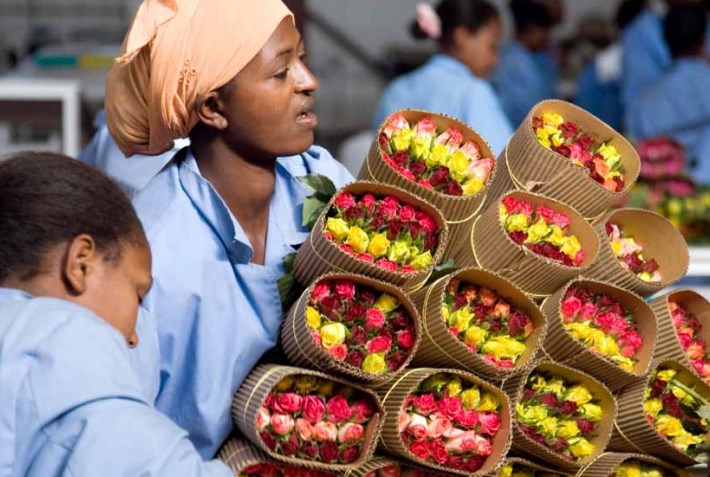 Ethiopie : les exportations de produits horticoles ont généré 271 millions $ en 2016/2017
