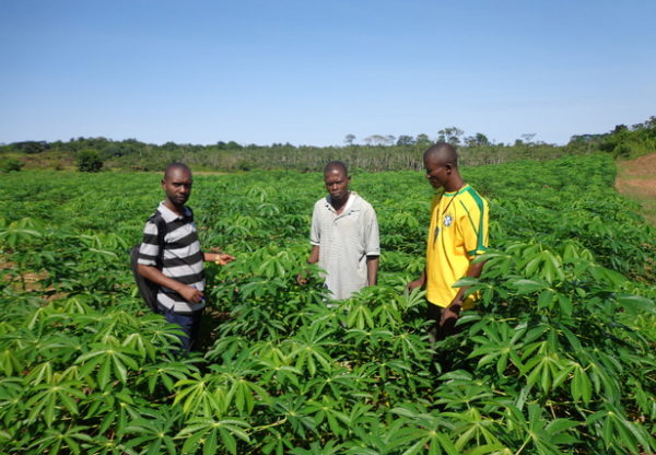 RDC : 260 exploitants agricoles dotés d’un titre foncier par la fondation Hanns Seidel