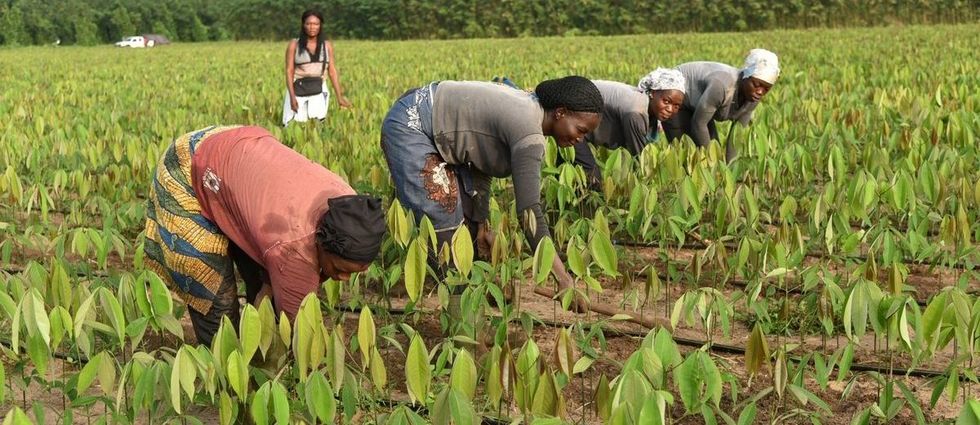 Risques agricoles en Afrique : l'Université de Dakar propose une solution