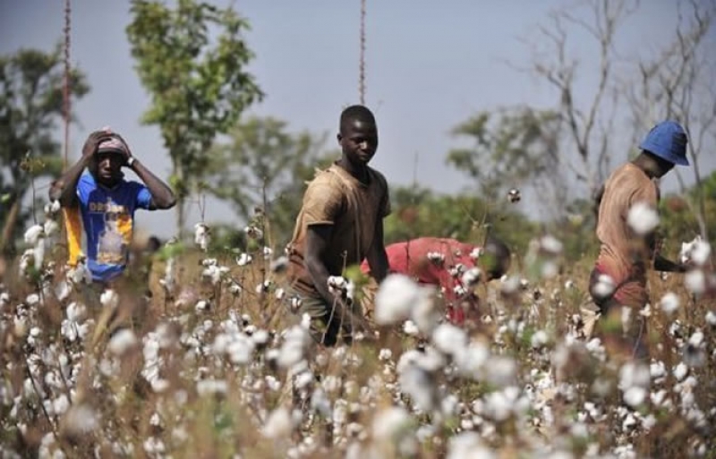 Le Ghana veut diversifier son agriculture