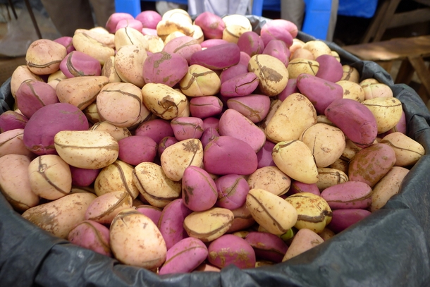 La Côte d'Ivoire, leader mondial de la noix de kola