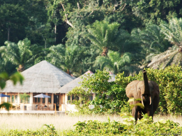 Gabon : A la découverte du parc national de Pongara, une merveille naturelle