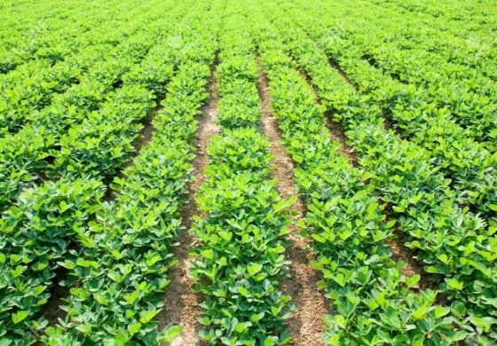 Sénégal-budget 2018 agriculture : Une hausse de 19milliards