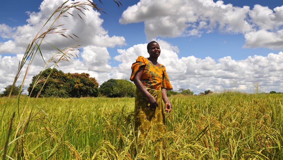 Plus jamais de pertes agricoles au Togo grâce à «Méchoto»