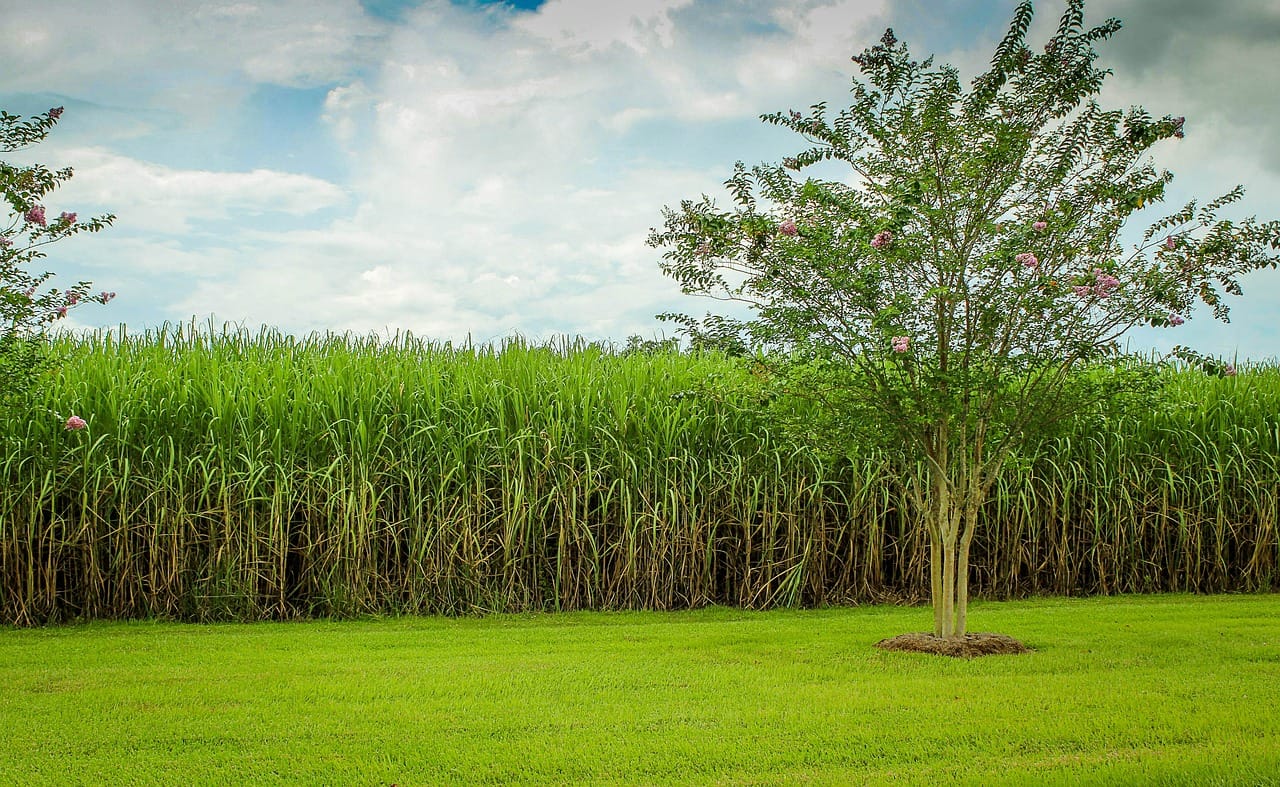 Biocom sucre l'agriculture de l'Angola