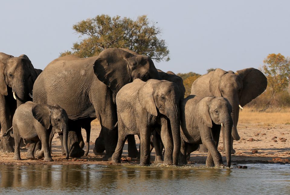 Bienvenue au pays des éléphants