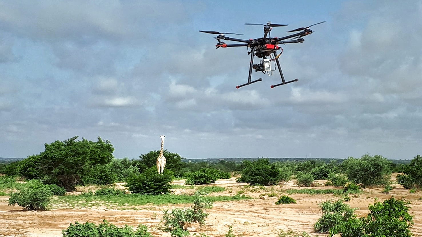 Des drones pour la protection des girafes blanches au Niger