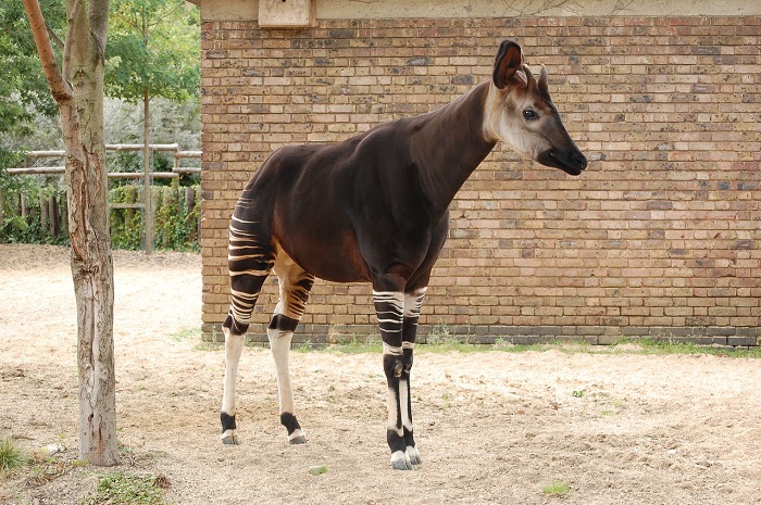 RDC : L’ okapi, un étrange animal mi-girafe, mi-zèbre ?