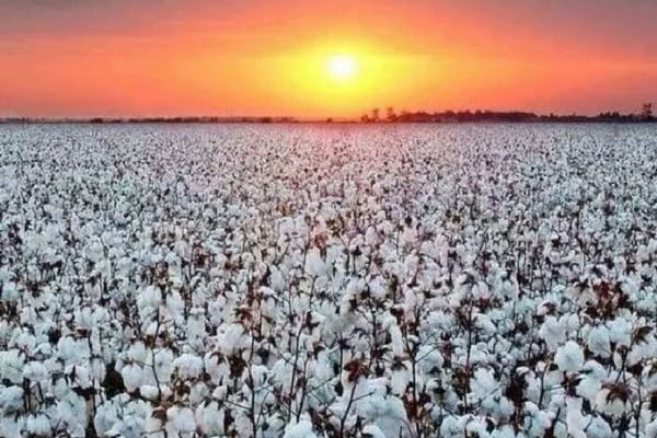 Culture de coton : un accord signé entre Olam et le gouvernement tchadien
