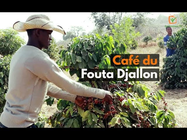 Guinée : Café de Fouta Djallon