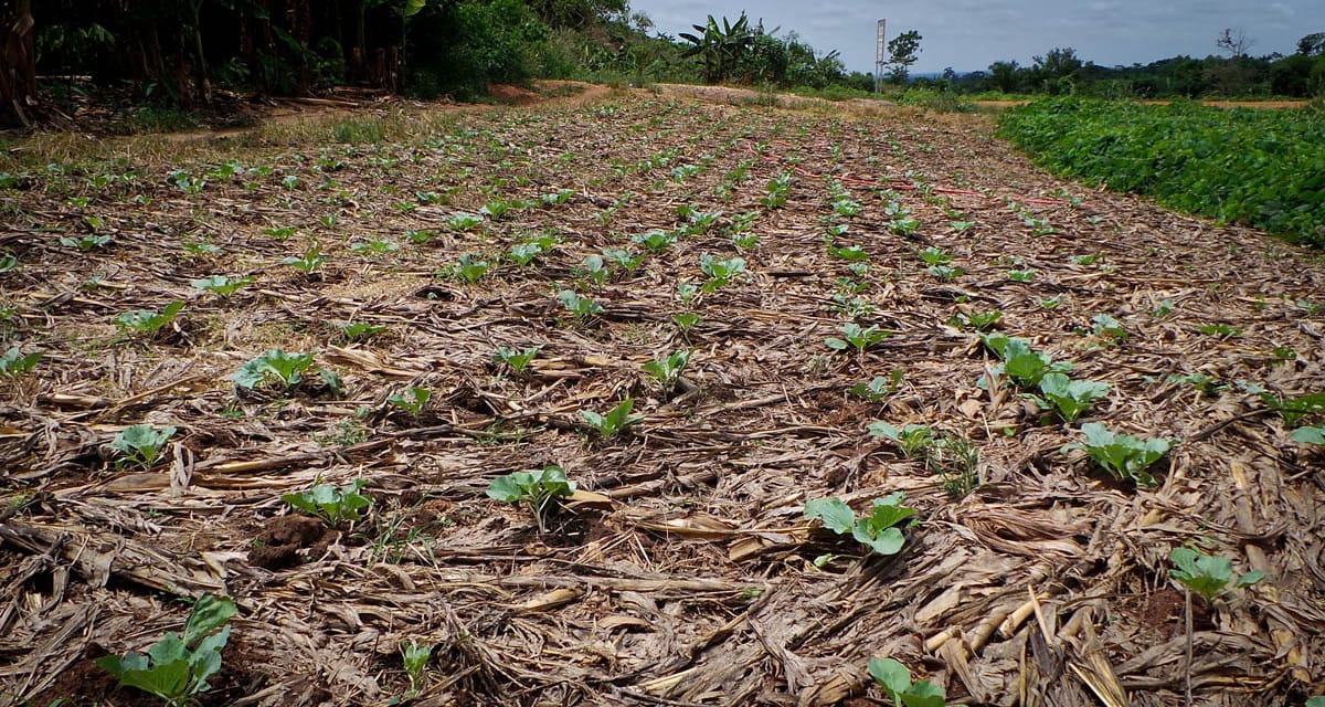 Ghana : des agriculteurs apprennent la culture sans labour pour accroître leur productivité et leurs revenus