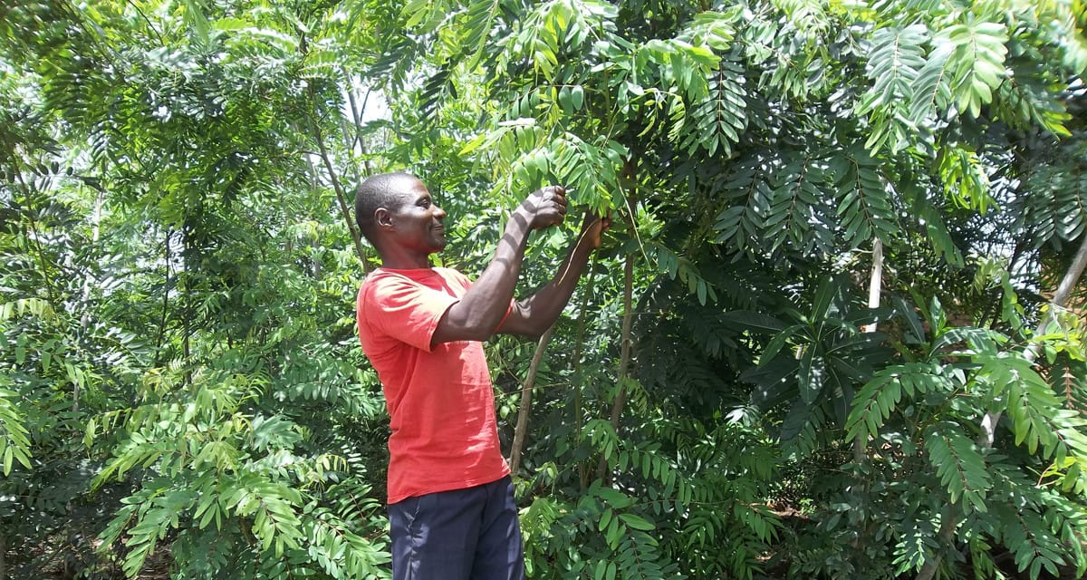 Malawi : des agriculteurs fabriquent de l’engrais à base d’urine et de feuilles pour économiser de l’argent