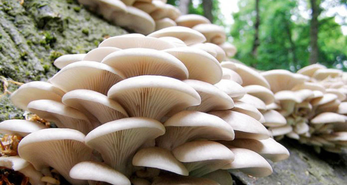 Nigeria : Cultiver des champignons pour avoir de la nourriture, des médicaments et des aliments pour les animaux (The Independent)