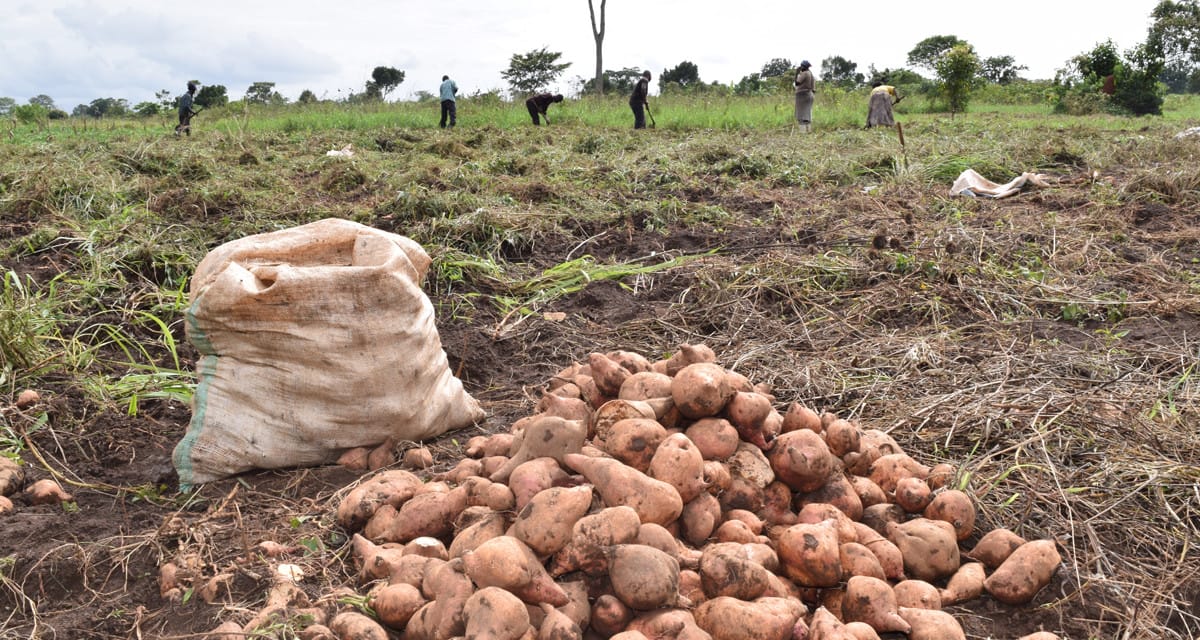Ouganda : La radio aide des agriculteurs à trouver de meilleurs marchés pour les patates douces