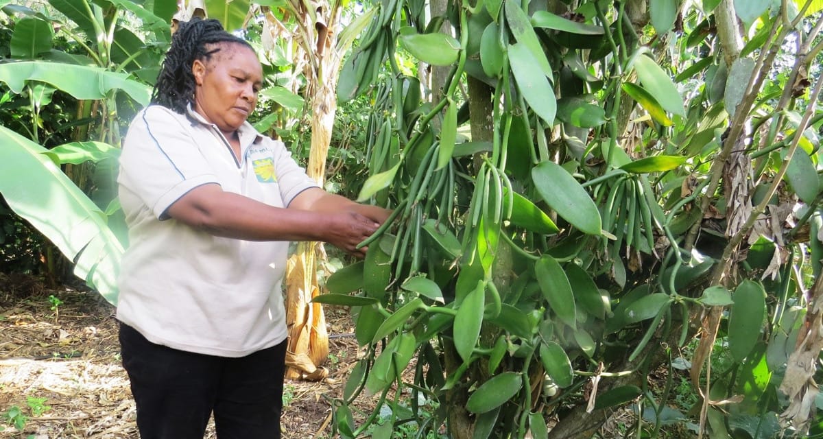 Tanzanie : des contrats aident les producteurs de vanille à obtenir de bons prix, et un marché stable
