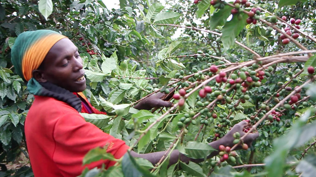 Burundi : la production de café pourrait avoisiner les 17 000 tonnes en 2018