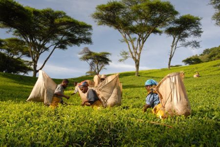 Kenya : campagne de promotion du thé pour le marché russe