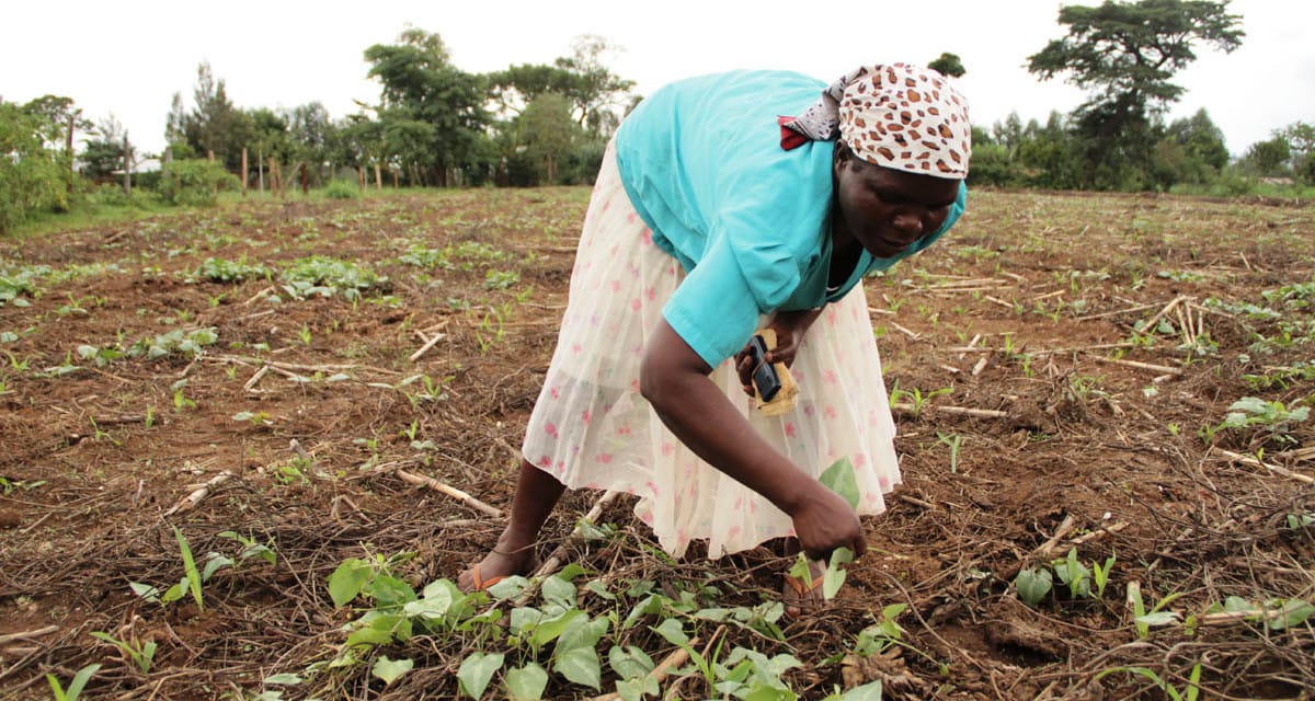 Kenya : Des agriculteurs pratiquent la culture sans labour et la couverture permanente du sol pour de meilleurs rendements