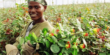 Zimbabwe : les exportations horticoles ont rapporté 112 millions $ en 2018
