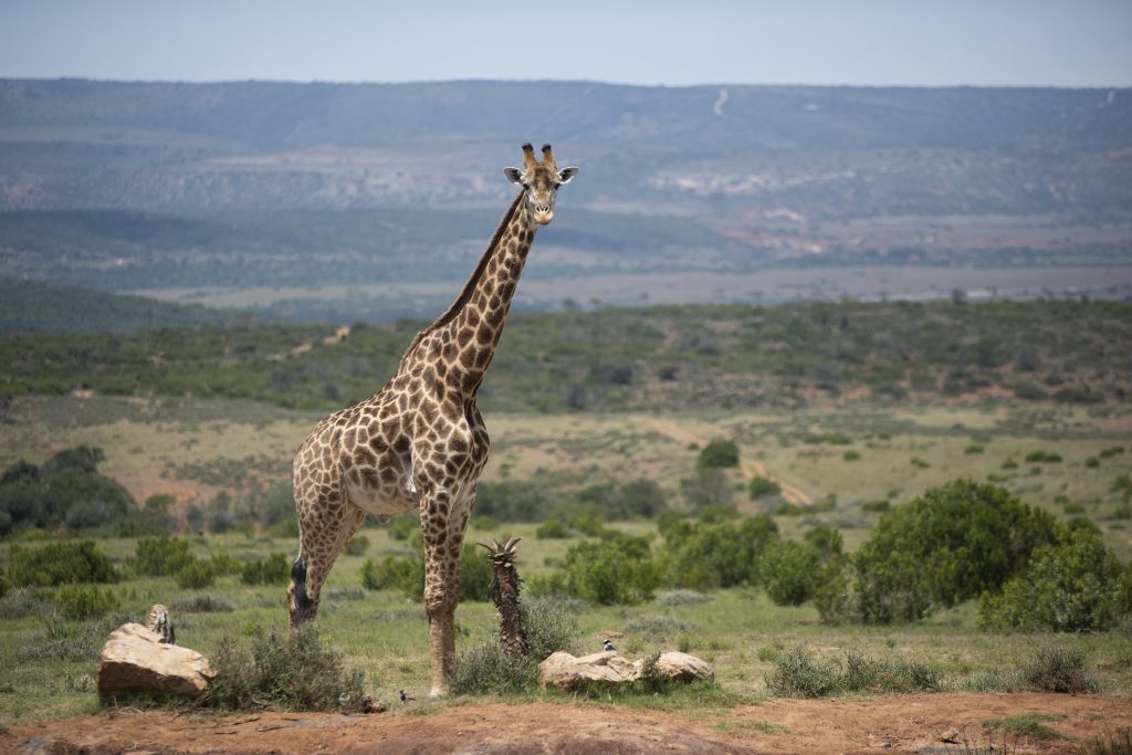 "Si vous enlevez la vie animale au Kenya et à la Tanzanie, vous n'avez plus de tourisme" | My Chic Africa