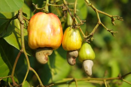 La Côte d'Ivoire lance un Guide de bonnes pratiques de traçabilité de la filière anacarde