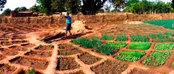 Une plantation agroecologique