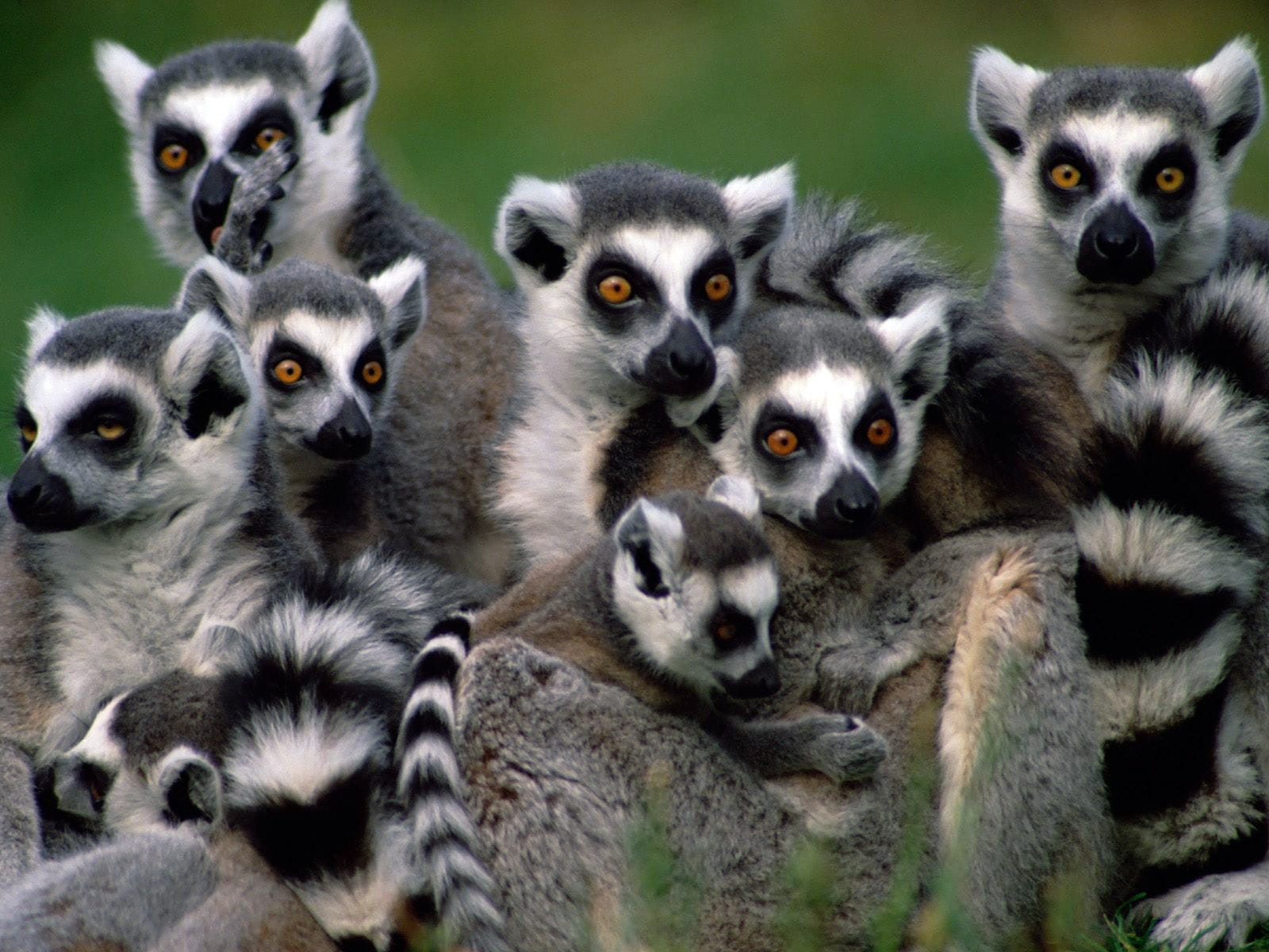 lemurien Madagascar