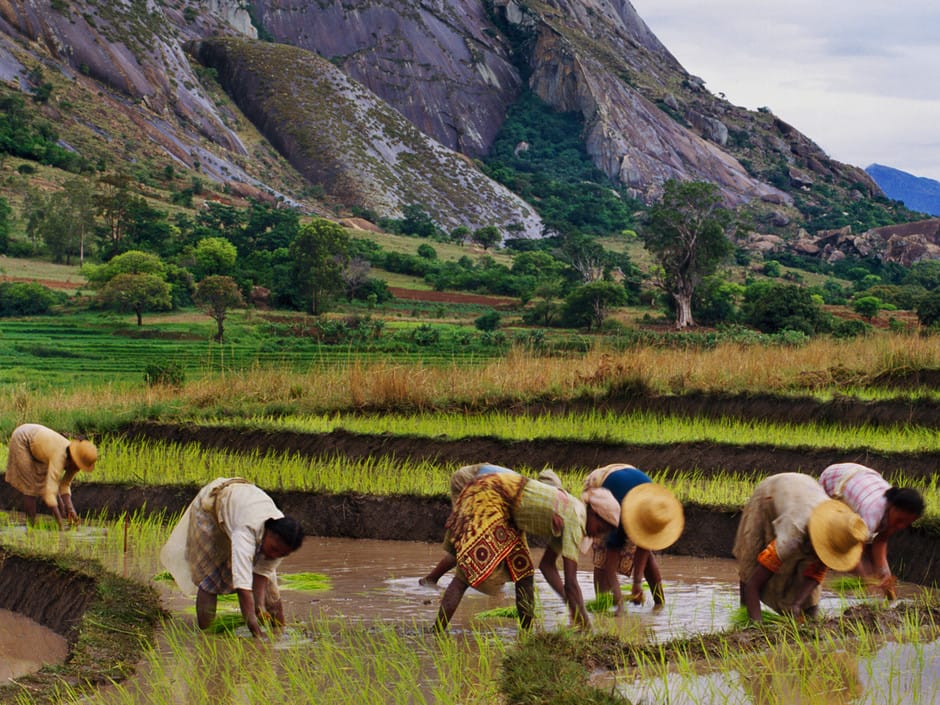 femme madagascar dans une rizière