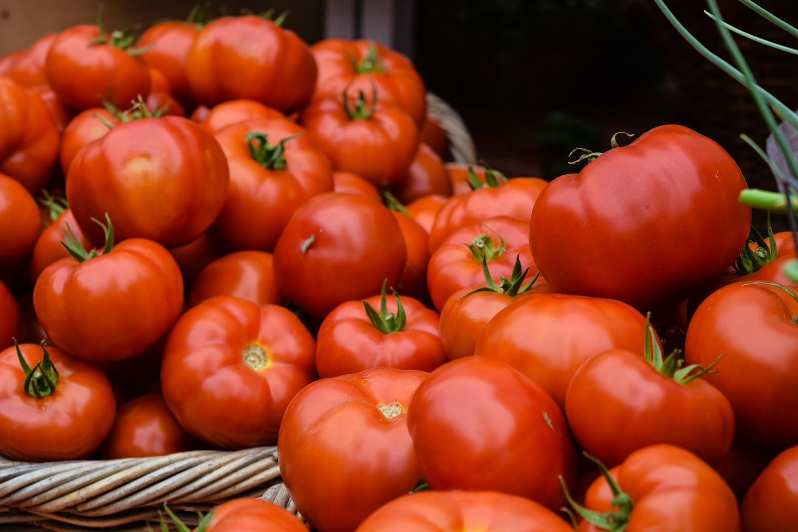 Le Maroc domine l’exportation de tomates