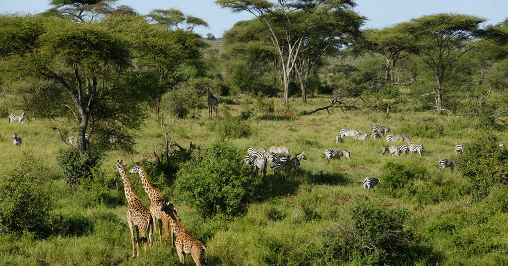Le Serengeti, Tanzanie