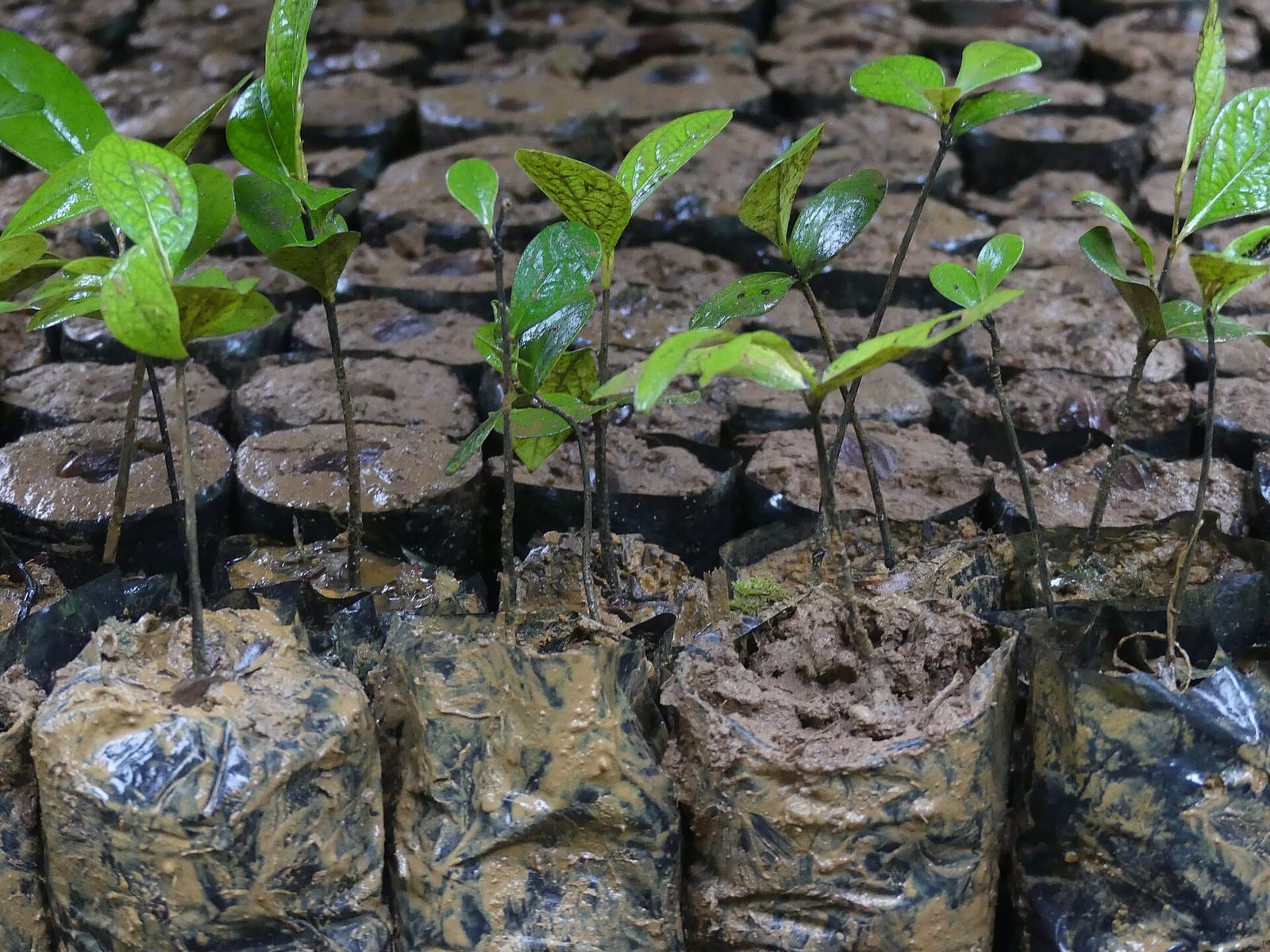 Les sources d’eau fournissent à nouveau grâce à la reforestation